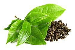 Suchý extrakt z listů zeleného čaje