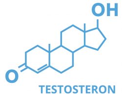 Produkce testosteronu