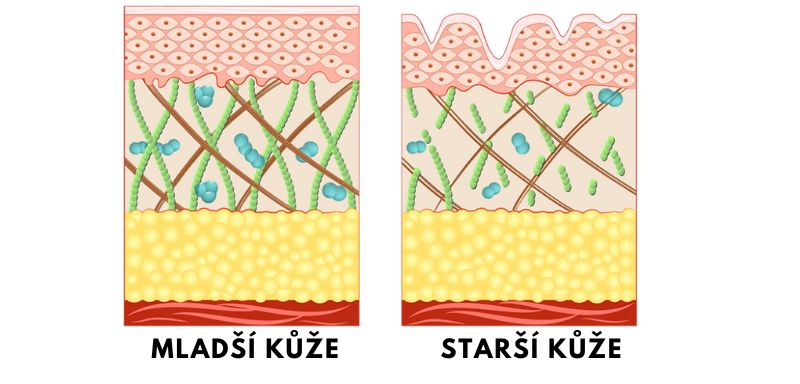 Mladší kůže - starší kůže