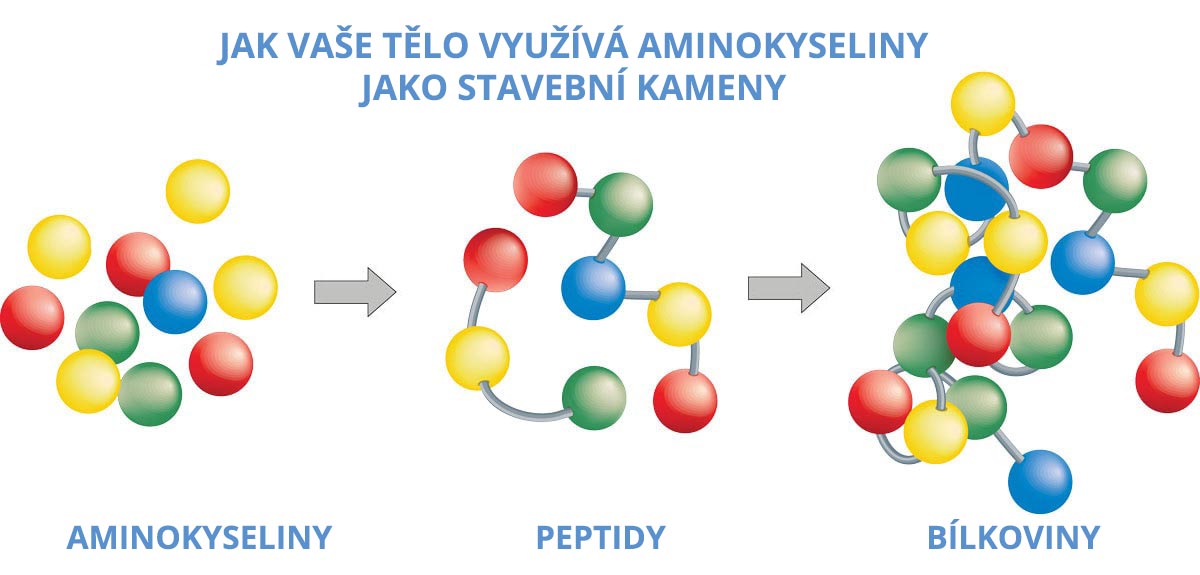 Syntéza kolagenu